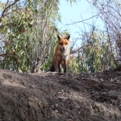 Vulpes vulpes (Red Fox) at Menindee, NSW - 20 Sep 2020 by MB