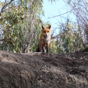 Vulpes vulpes at Menindee, NSW - 21 Sep 2020