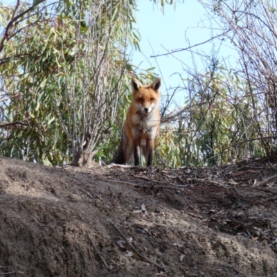 Vulpes vulpes (Red Fox) at Menindee, NSW - 21 Sep 2020 by MB