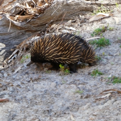 Tachyglossus aculeatus (Short-beaked Echidna) at Menindee, NSW - 27 Sep 2020 by MB