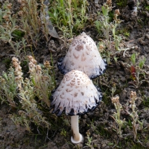 Coprinus comatus at Menindee, NSW - 29 Sep 2020 08:58 AM