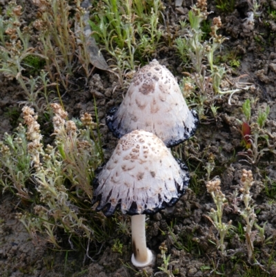 Unidentified Fungus at suppressed - 28 Sep 2020 by MB
