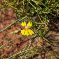 Goodenia virgata at Newhaven Wildlife Sanctuary - 21 May 2024 by Darcy