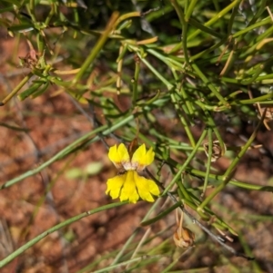 Goodenia virgata at Lake Mackay, NT - 21 May 2024