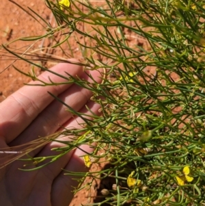 Goodenia virgata at Lake Mackay, NT - 21 May 2024