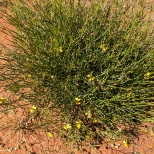 Goodenia virgata at Lake Mackay, NT - 21 May 2024