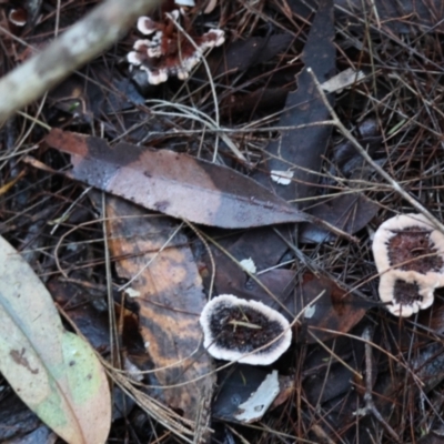 Unidentified Fungus at Broulee Moruya Nature Observation Area - 8 Jun 2024 by LisaH
