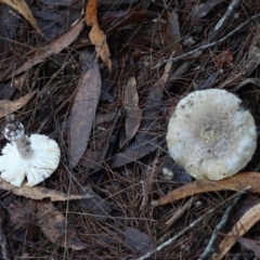 Unidentified Cap on a stem; gills below cap [mushrooms or mushroom-like] at suppressed - 8 Jun 2024 by LisaH
