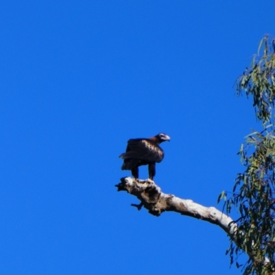 Aquila audax (Wedge-tailed Eagle) at Menindee, NSW - 29 Sep 2020 by MB