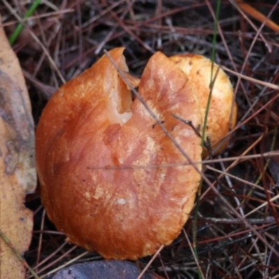 Unidentified Cap on a stem; gills below cap [mushrooms or mushroom-like] at Broulee Moruya Nature Observation Area - 8 Jun 2024 by LisaH
