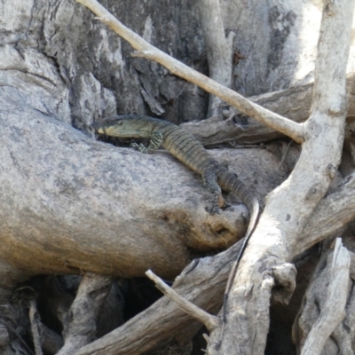 Varanus varius (Lace Monitor) at Pooncarie, NSW - 1 Oct 2020 by MB