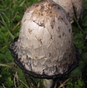 Coprinus comatus at Higgins, ACT - 8 Jun 2024