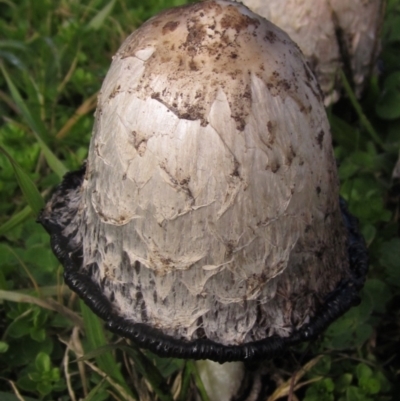 Coprinus comatus (Shaggy Ink Cap) at Higgins, ACT - 8 Jun 2024 by pinnaCLE