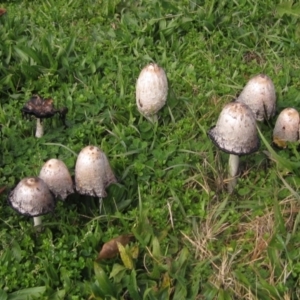 Coprinus comatus at Higgins, ACT - 8 Jun 2024