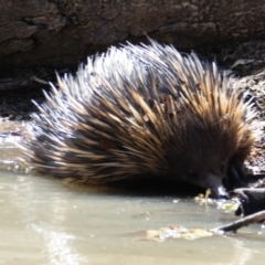 Tachyglossus aculeatus (Short-beaked Echidna) at Pooncarie, NSW - 1 Oct 2020 by MB