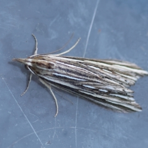 Meyrickella ruptellus at Broulee Moruya Nature Observation Area - suppressed