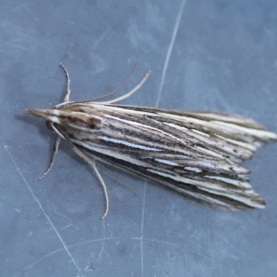 Meyrickella ruptellus (Hypeninae, Erebidae) at Broulee Moruya Nature Observation Area - 9 Jun 2024 by LisaH
