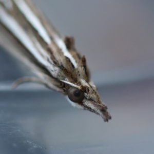 Meyrickella ruptellus at Broulee Moruya Nature Observation Area - suppressed