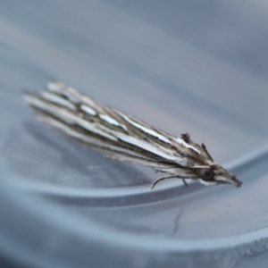 Meyrickella ruptellus at Broulee Moruya Nature Observation Area - suppressed