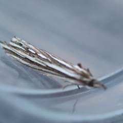 Meyrickella ruptellus at Broulee Moruya Nature Observation Area - suppressed