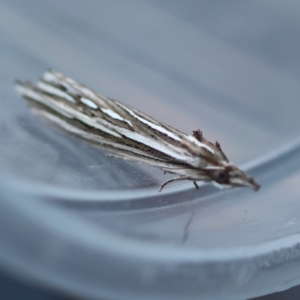 Meyrickella ruptellus at Broulee Moruya Nature Observation Area - suppressed