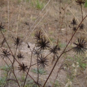 Bidens sp. at Flynn, ACT - 24 May 2024