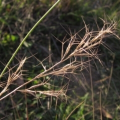 Aristida ramosa (Purple Wire Grass) at Hawker, ACT - 17 May 2024 by pinnaCLE