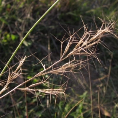 Aristida ramosa (Purple Wire Grass) at Hawker, ACT - 17 May 2024 by pinnaCLE