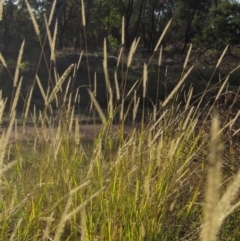 Setaria parviflora (Slender Pigeon Grass) at Hawker, ACT - 17 May 2024 by pinnaCLE