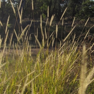 Setaria parviflora (Slender Pigeon Grass) at Hawker, ACT - 17 May 2024 by pinnaCLE