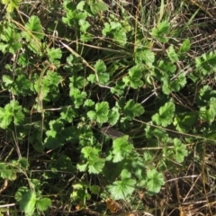 Erodium crinitum (Native Crowfoot) at The Pinnacle - 17 May 2024 by pinnaCLE