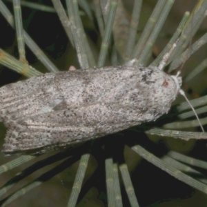 Cryptophasa irrorata at WendyM's farm at Freshwater Ck. - 6 Feb 2023 10:29 PM