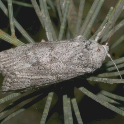 Cryptophasa irrorata (A Gelechioid moth (Xyloryctidae)) at Freshwater Creek, VIC - 6 Feb 2023 by WendyEM