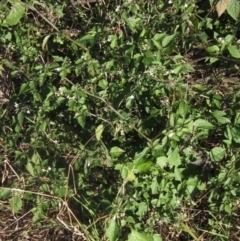 Solanum nigrum (Black Nightshade) at Hawker, ACT - 17 May 2024 by pinnaCLE