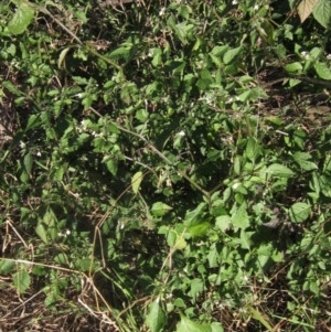 Solanum nigrum at The Pinnacle - 17 May 2024