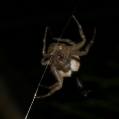 Arachnura higginsi at Freshwater Creek, VIC - 6 Feb 2023 by WendyEM