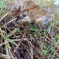 Tricholoma terreum (Grey Knight or Dirty Tricholoma) at suppressed - 9 Jun 2024 by JTran