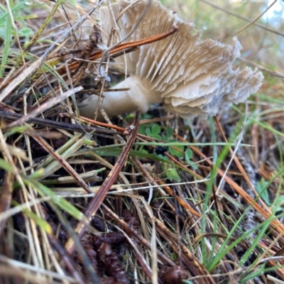 Tricholoma terreum (Grey Knight or Dirty Tricholoma) at suppressed - 9 Jun 2024 by JTran