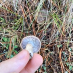 Tricholoma terreum at suppressed - 9 Jun 2024