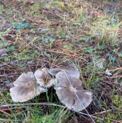 Tricholoma terreum at suppressed - 9 Jun 2024