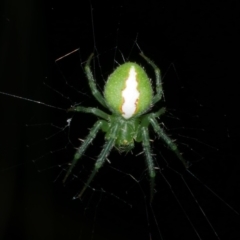 Araneus psittacinus (Parrot Coloured Orb-weaver) at WendyM's farm at Freshwater Ck. - 6 Feb 2023 by WendyEM