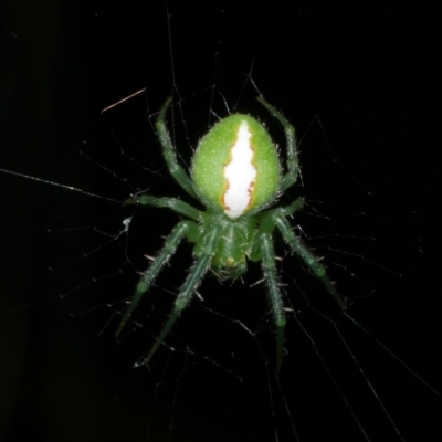 Araneus psittacinus (Parrot Coloured Orb-weaver) at WendyM's farm at Freshwater Ck. - 6 Feb 2023 by WendyEM