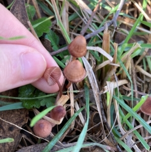 Mycena kuurkacea at The Angle, NSW - 9 Jun 2024 01:24 PM