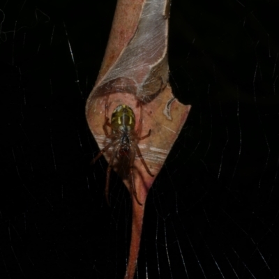 Phonognatha graeffei (Leaf Curling Spider) at WendyM's farm at Freshwater Ck. - 6 Feb 2023 by WendyEM