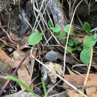 Geastrum tenuipes (An earthstar) at The Angle, NSW - 9 Jun 2024 by JTran