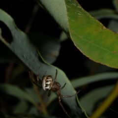 Phonognatha graeffei (Leaf Curling Spider) at Freshwater Creek, VIC - 6 Feb 2023 by WendyEM