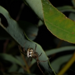 Phonognatha graeffei (Leaf Curling Spider) at WendyM's farm at Freshwater Ck. - 6 Feb 2023 by WendyEM