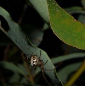 Phonognatha graeffei at WendyM's farm at Freshwater Ck. - 6 Feb 2023 10:48 PM