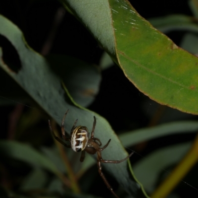 Phonognatha graeffei (Leaf Curling Spider) at WendyM's farm at Freshwater Ck. - 6 Feb 2023 by WendyEM