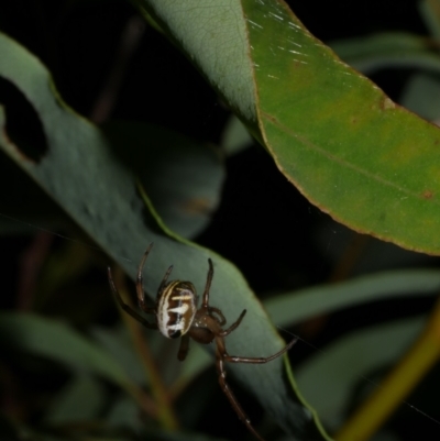 Phonognatha graeffei (Leaf Curling Spider) at Freshwater Creek, VIC - 6 Feb 2023 by WendyEM